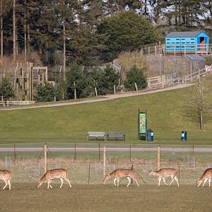 Chital : Whipsnade : 14 Mar 2016