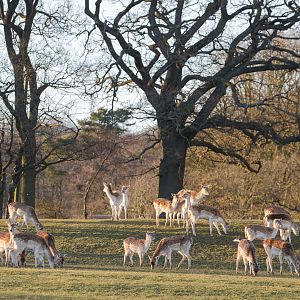 Fallow deer; blackbuck : Whipsnade : 14 Mar 2016