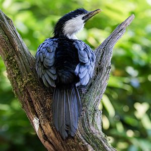 Little pied cormorant : Twycross : 06 Sep 2015