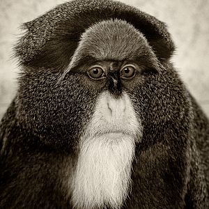 De Brazzas monkey : Twycross : 22 Oct 2015