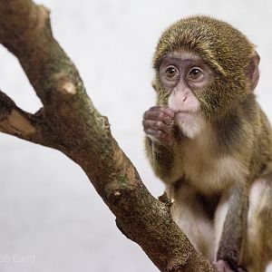 De Brazzas monkey : Twycross : 22 Oct 2015