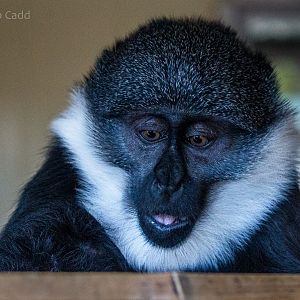 LHoests monkey : Twycross : 22 Oct 2015