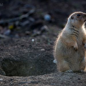 Black-tailed prairie dog : Twycross : 22 Oct 2015