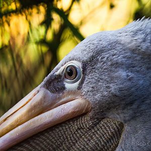 Pink-backed pelican : Twycross : 22 Oct 2015