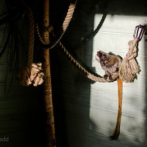 Emperor tamarin (exhibit) : Twycross : 22 Oct 2015