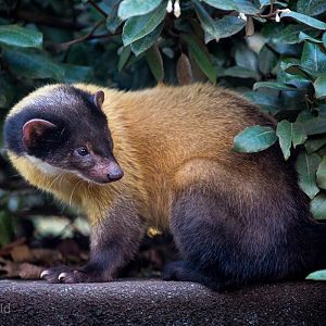 Northern yellow-throated marten : Twycross : 22 Oct 2015