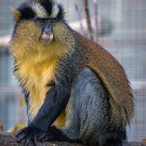 Black-footed crowned monkey : Twycross : 22 Oct 2015