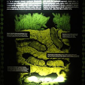 Information sign Mechow's blesmol