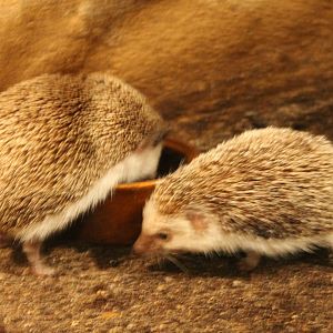 Four-toed hedgehogs