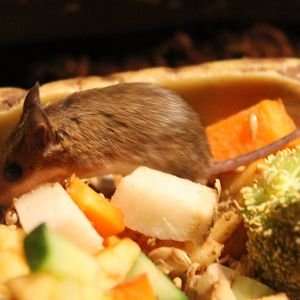 African pygmy mouse