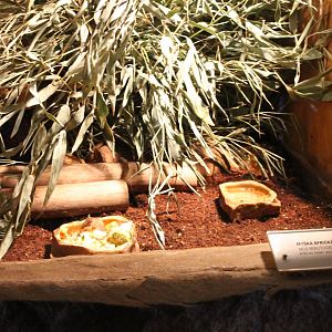 Enclosure African pygmy mouse