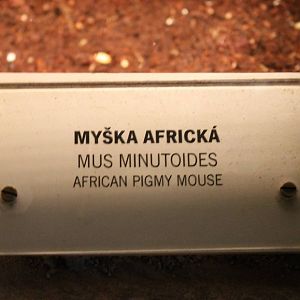 Sign African pygmy mouse