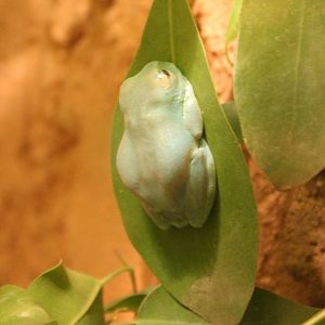 Urugulu forest tree frog