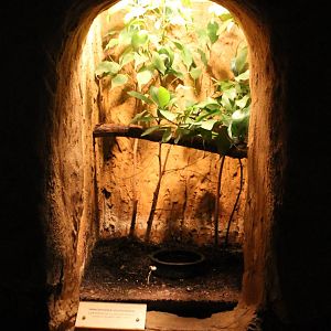Enclosure Urugulu forest tree frog
