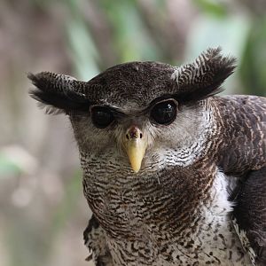 Barred Eagle Owl