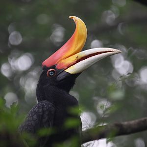 Rhinoceros hornbill