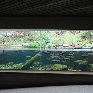 trout aquarium