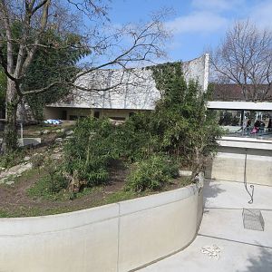Sumatran tiger outdoors