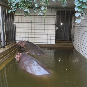 Hippo indoors