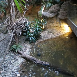 Otter enclosure - Jungle World 031215