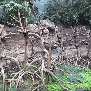 Ebony Langurs - Jungle World 031215