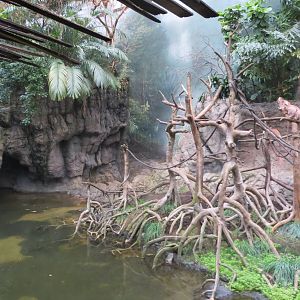 Ebony Langurs - Jungle World 031215