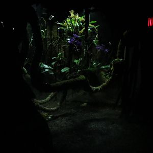 Jungle World exhibit 031215
