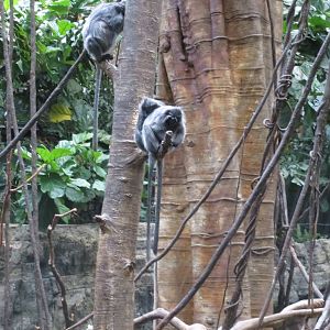 Silver-leaf Langurs - Jungle World 031215