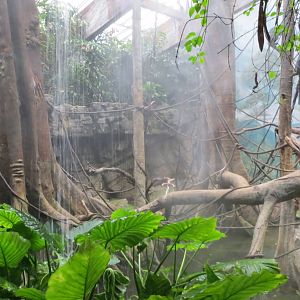 Silver-leaf Langurs - Jungle World 031215