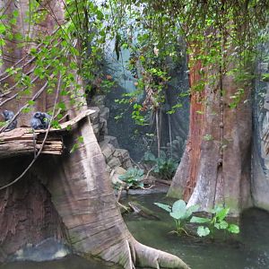 Silver-leaf Langurs - Jungle World 031215