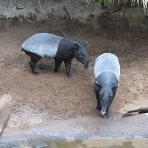 Malayan Tapirs - Jungle World 031215