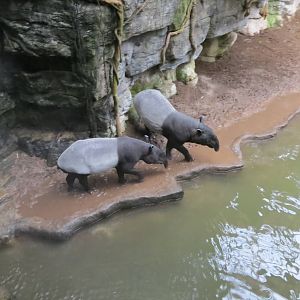 Malayan Tapirs - Jungle World 031215