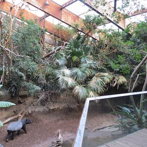 Malayan Tapirs - Jungle World 031215