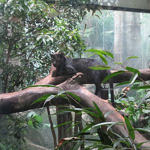Black Leopard - Jungle World 031215