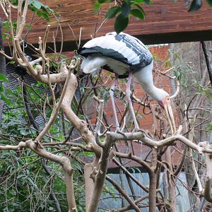 Painted Stork - Jungle World 031215