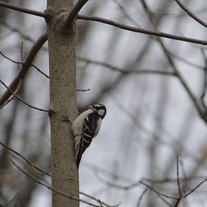 Downy Woodpecker (wild) 031215
