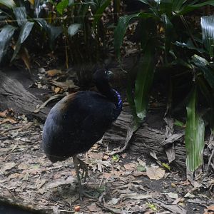 Grey-winged Trumpeter - World of Birds 031215