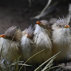 Guira Cuckoos - World of Birds 031215
