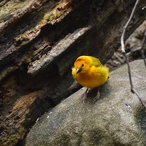 Taveta Golden Weaver - World of Birds 031215