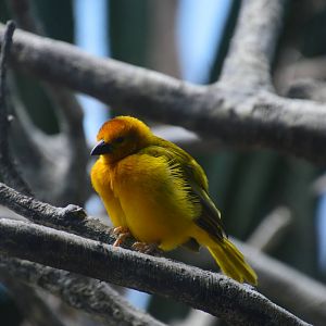 Taveta Golden Weaver - World of Birds 031215