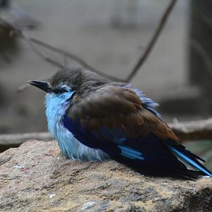 Racquet-tailed Roller - World of Birds 031215