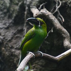 Crimson-rumped Toucanet - World of Birds 031215