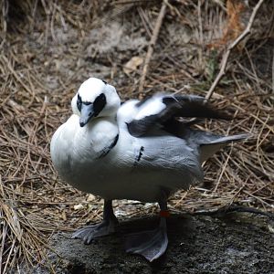 Smew - World of Birds 031215