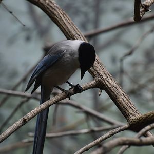 Azure-winged Magpie - World of Birds 031215