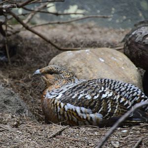Capercaillie - World of Birds 031215