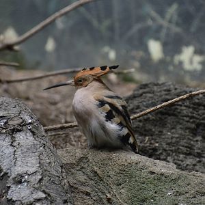 Common Hoopoe - World of Birds 031215