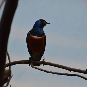 Superb Starling - World of Birds 031215