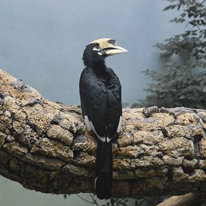 Oriental Pied Hornbill - World of Birds 031215