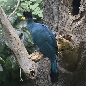 Great Blue Turaco- World of Birds 031215