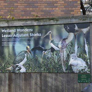 Lesser Adjutant Stork sign 031215